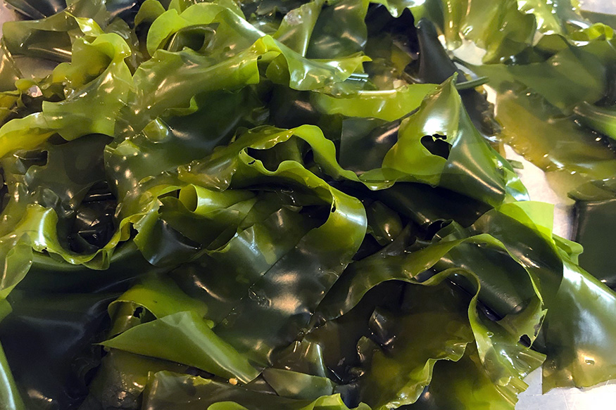 blanched sugar kelp in vibrant green colors