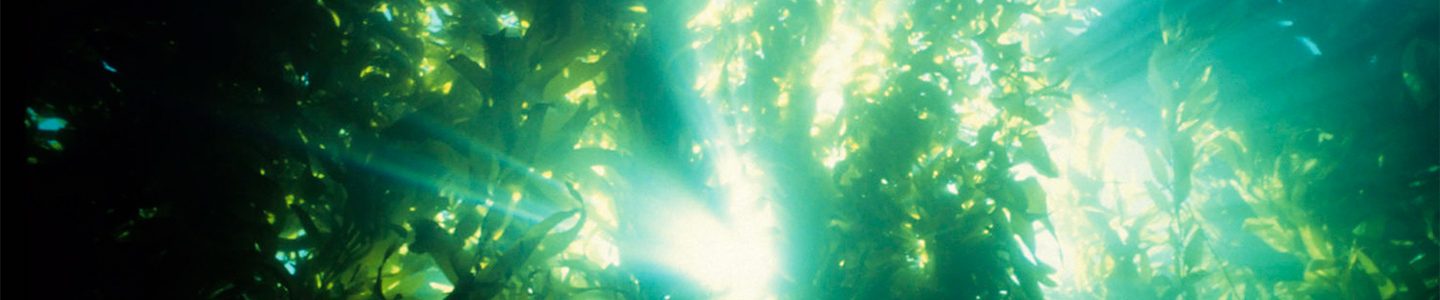 underwater view looking up towards the sky of seaweed with sunlight streaming through